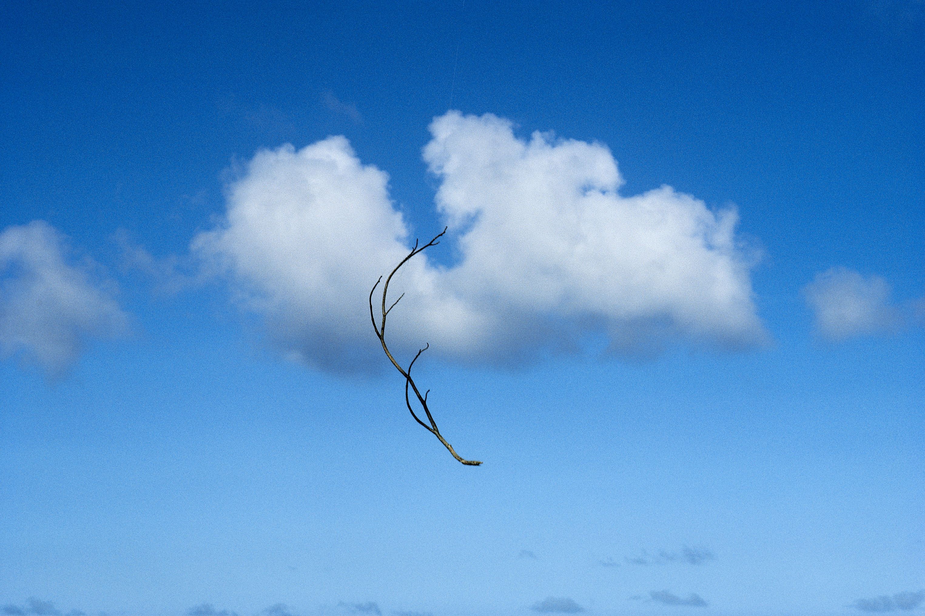 Ein kahler Zweig vor blauem Himmel, scheinbar schwebend vor einer weißen Wolke